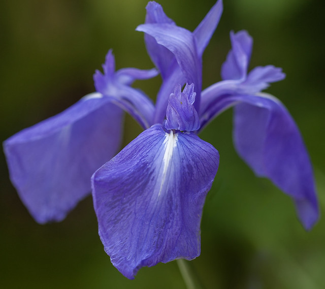 Japanese Water Iris.