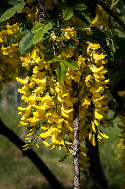 Flowering goldenchain tree in Brastad