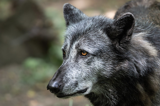 Portrait vom Timberwolf