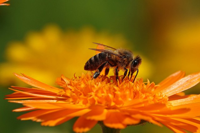 worker bee on marigold