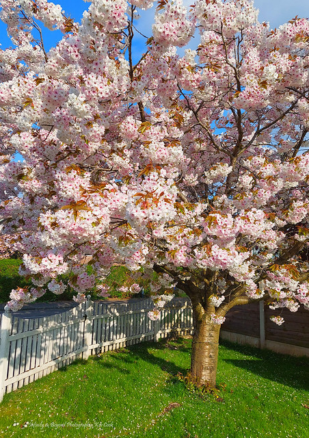 Cherry Blossom Tree and White Picket Fence