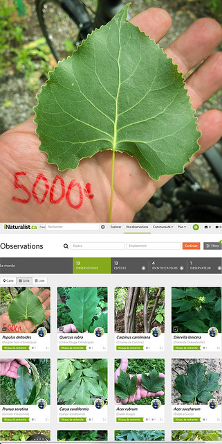 5000 observations iNaturalist ! Yeah !