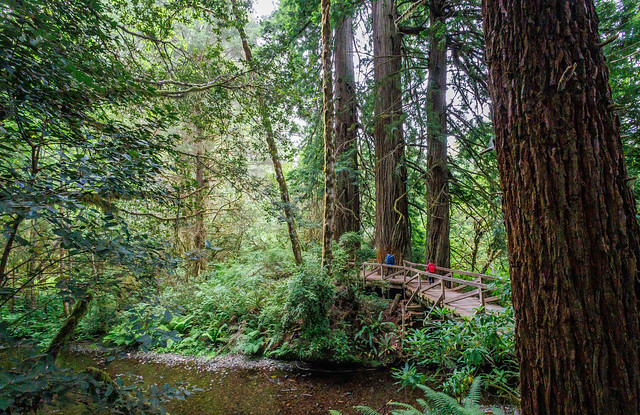 Prsirie Creek Redwoods State Park