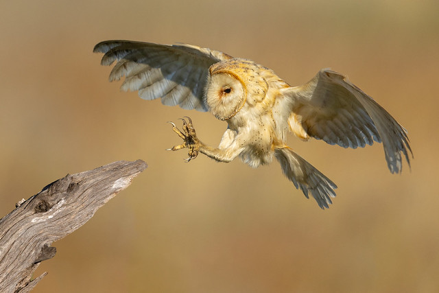 Barn Owl (R51_8565)