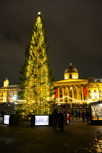 Christmas Trees | Trafaglar Square | London | United Kingdom