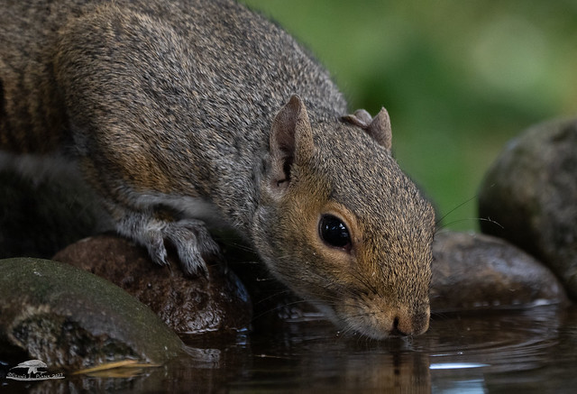 Eastern Gray Squirrel at Pool
