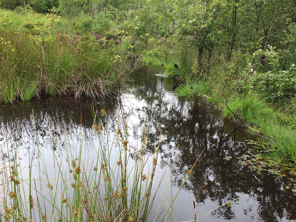 Ein von Bibern aufgestauter kleiner Teich in der Moorlandschaft des Brackvenn.