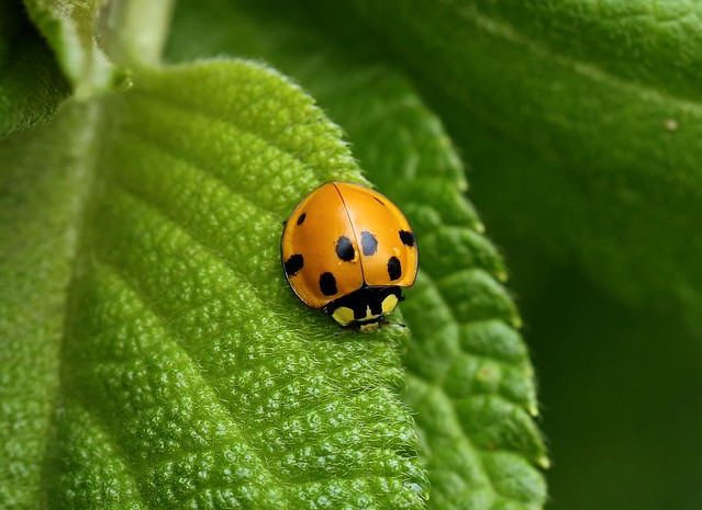 Ladybird --- Neda aequatoriana