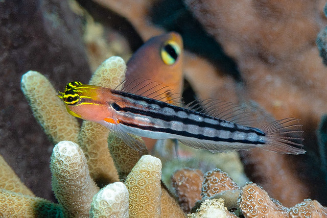 Clown coralblenny, black stripes form - Ecsenius axelrodi