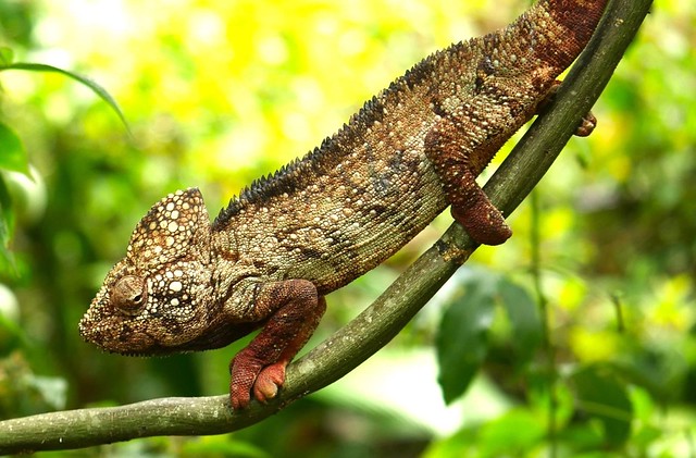 Oustalets's chameleon (Furcifer oustaleti)