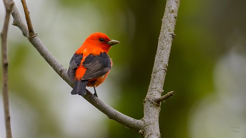 Scarlet Tanager  6882 | by Paul McGoveran