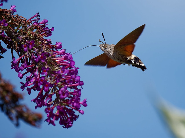 Hummingbird Moth in flight