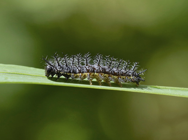 Caterpillar --- Altinote sp