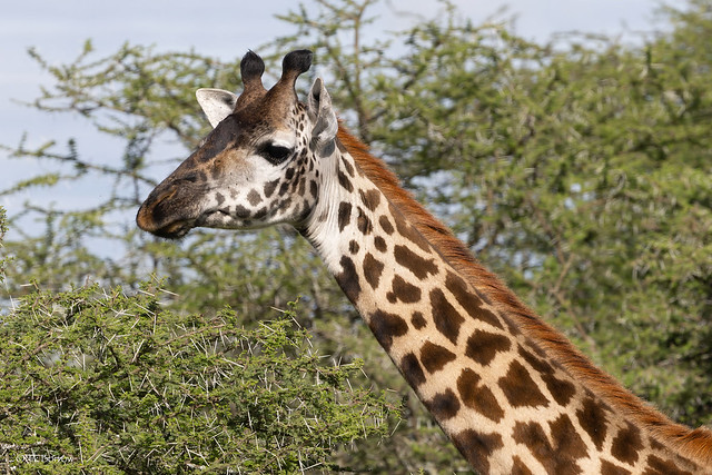 Masai Giraffe Giraffa camelopardalis tippelskirchi