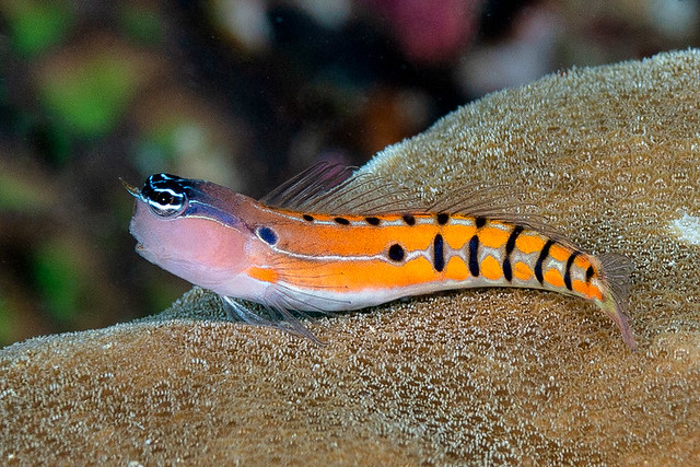 Clown coralblenny, orange stripes form - Ecsenius axelrodi