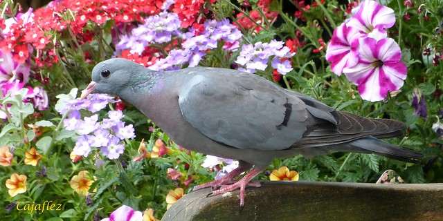 Pigeon in my garden - Stadsduif.
