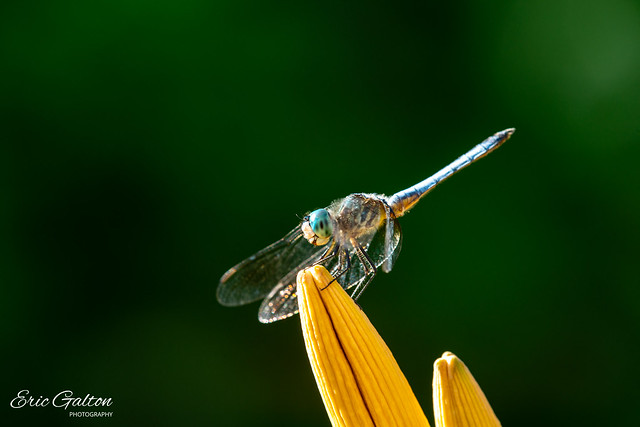 Macro of a dragonfly resting on a Lily