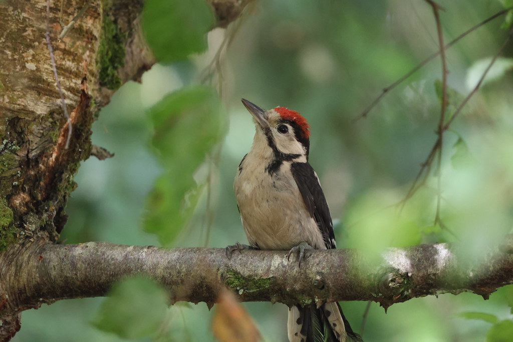Woodpecker in the woods