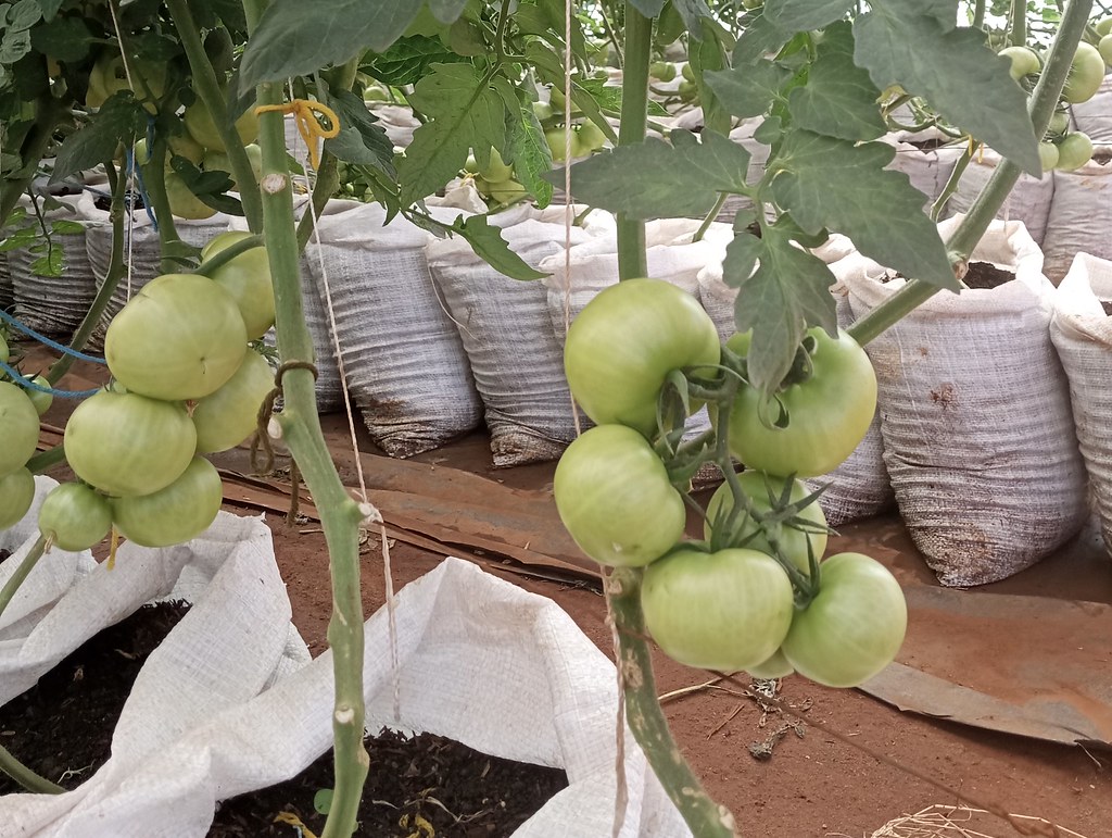 Tomatoes 7.17.23 - 00002 2