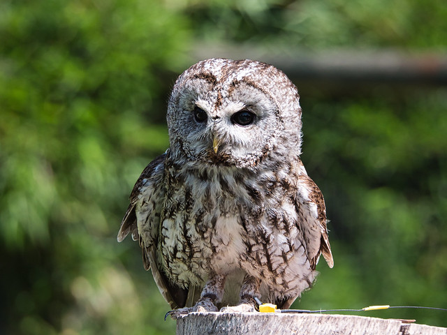 Tawny Owl-4383