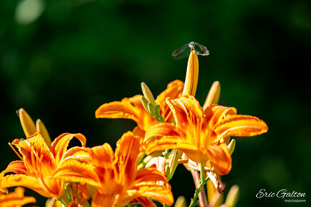 Dragonfly resting on orange Lillys