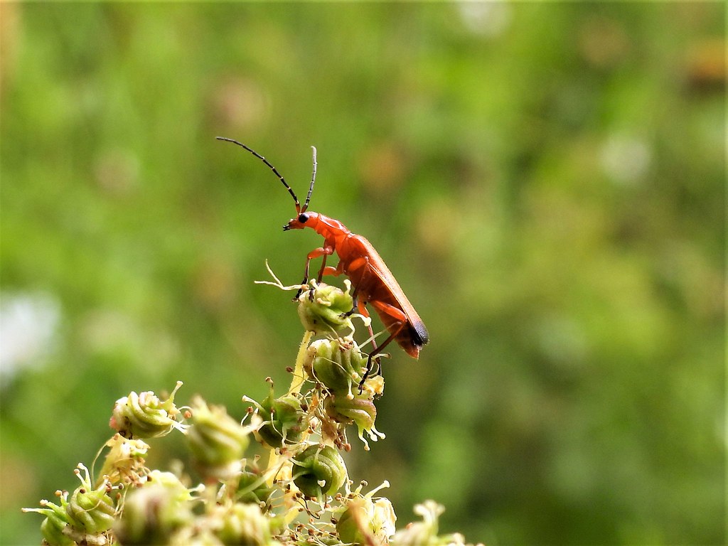 Red Soldier Beetle - Ragonycha Fulva