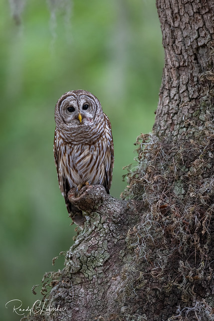 Barred Owl | Strix varia | 2023 - 27