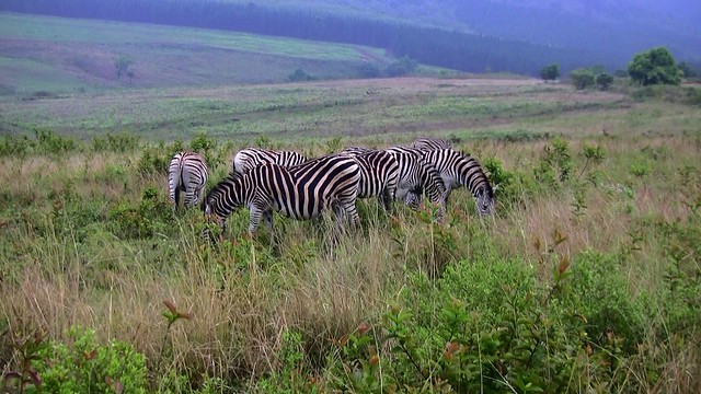 SÜDAFRIKA( South-Africa) -  