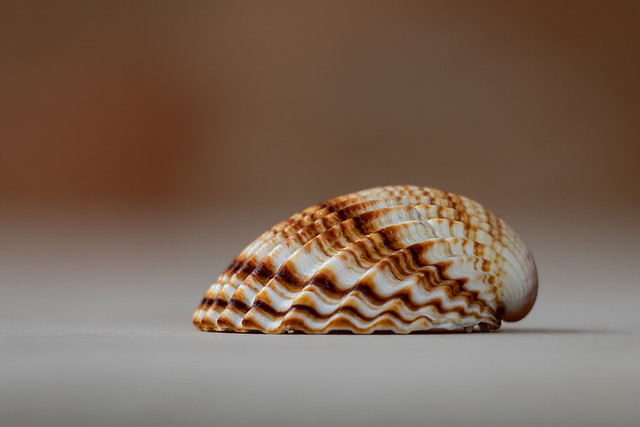 Shell brown and white