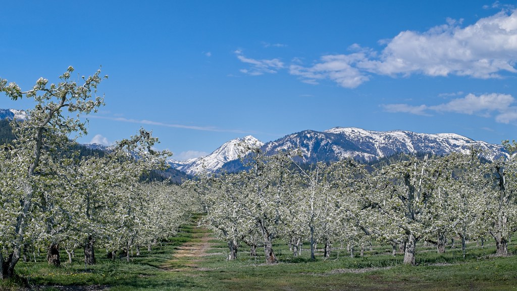 Orchards Mountains 6137 B
