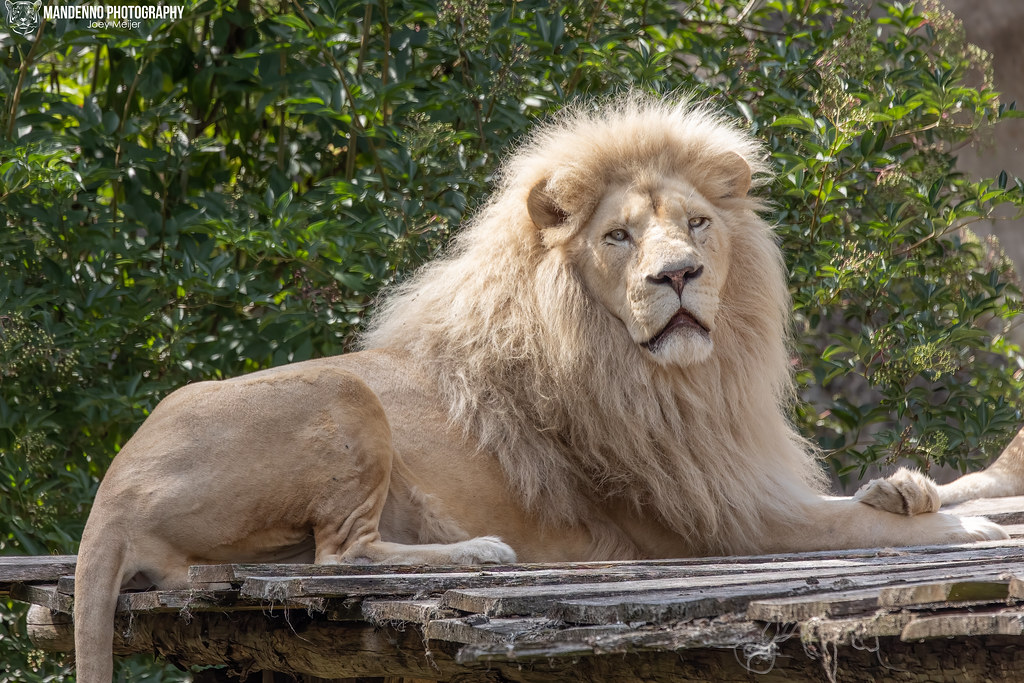 African White Lion - Ouwehands Dierenpark