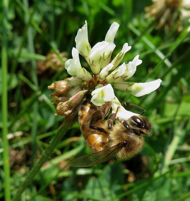 Honeybee Feeding on Clover Flowers IMG_7935