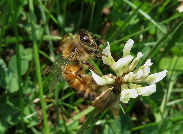 Honeybee Feeding on Clover Flowers IMG_7931