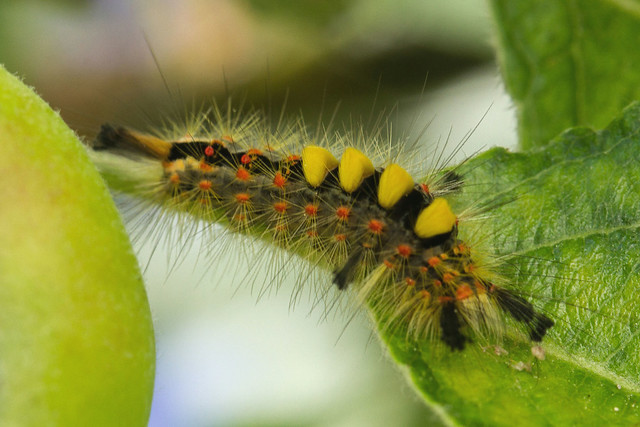 Vapourer Caterpillar