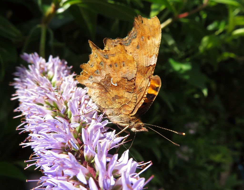 Comma butterfly                                (Polygonia c-album)                            (Please read my poetry)