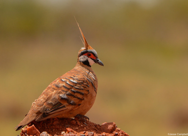 Spinifex Pigeon (Geophaps plumifera).