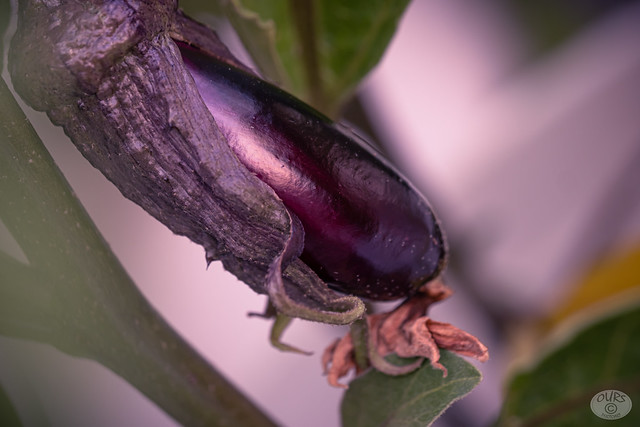The first eggplant in my rooftop garden