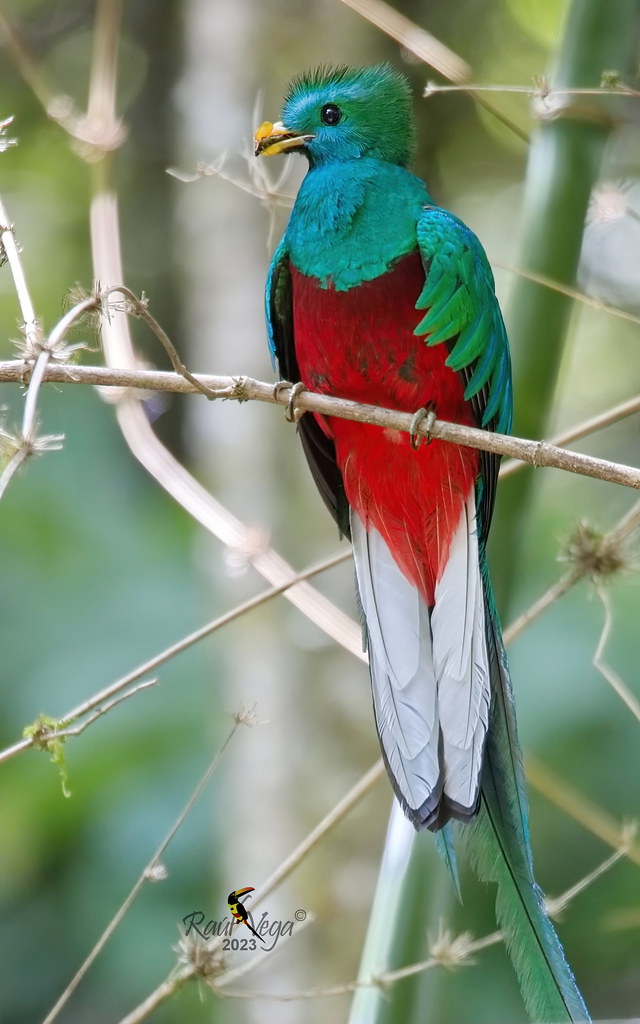 Quetzal Resplandeciente - Resplendent Quetzal - (Pharomachrus mocinno)