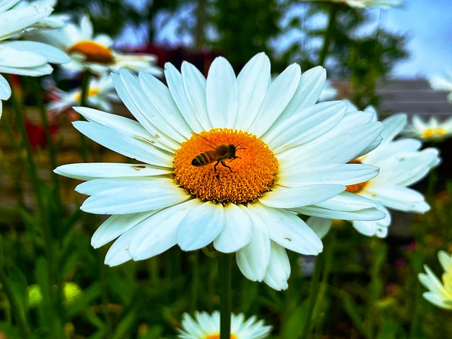 bee on a daisy flower