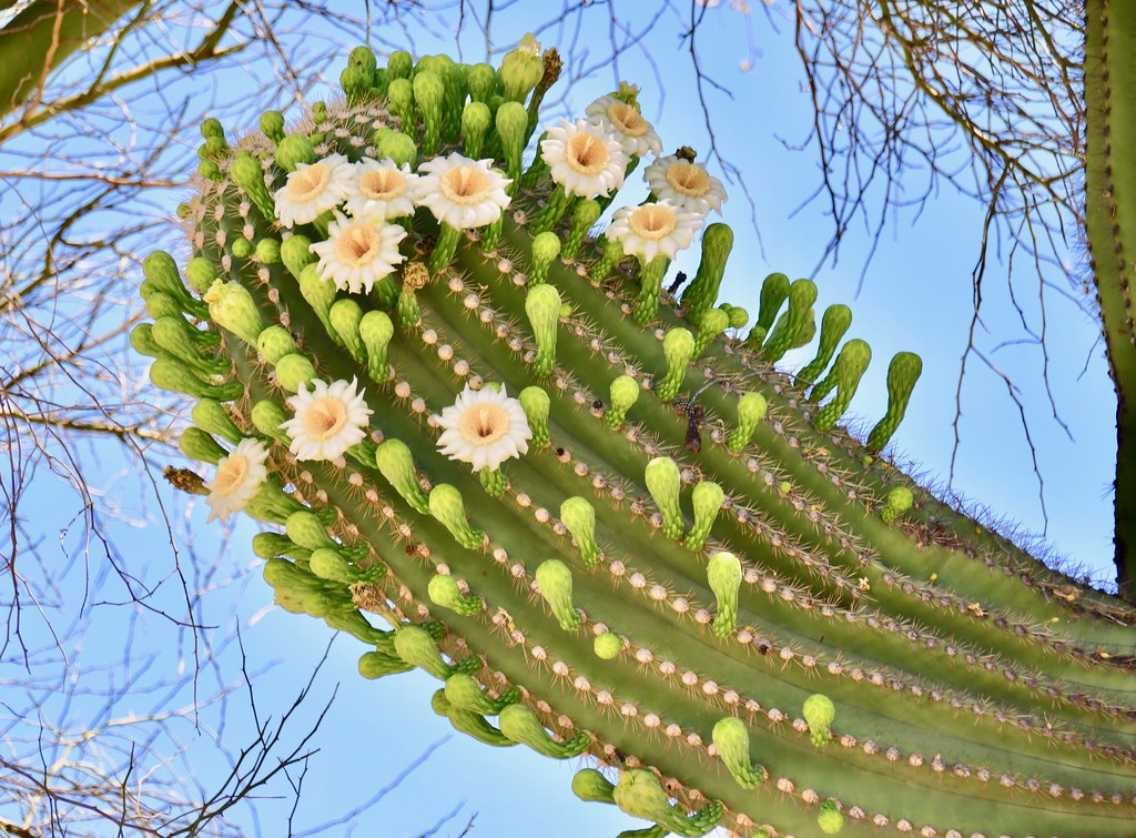 Saguaro in Spring