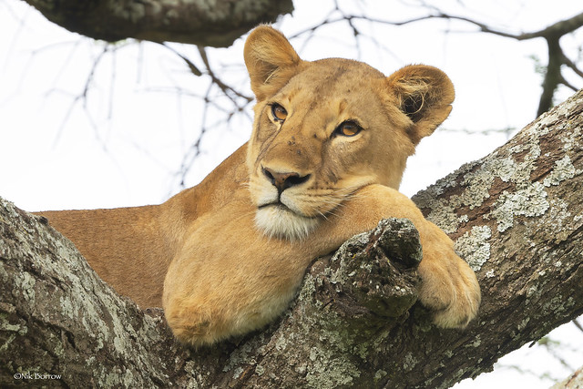 Lioness Panthera leo melanochaita