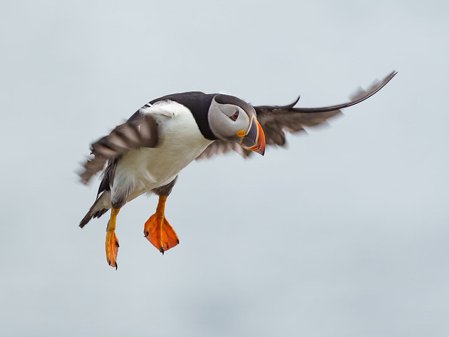 Atlantic Puffin in for a landing