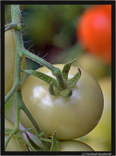 NMZ ( Just to show Tomaten growing up / Tomaten werden reif im Garten