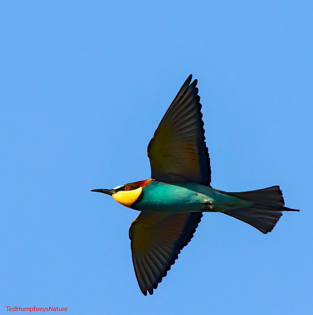 Bee Eater flies by at Alberquerque, Spain