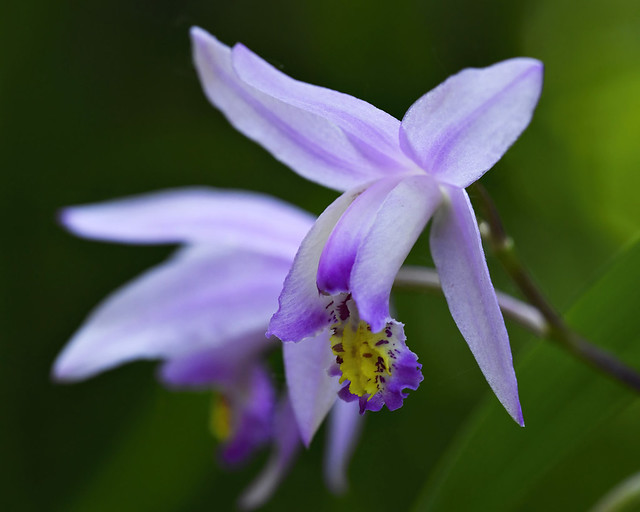Chinese Ground Orchid
