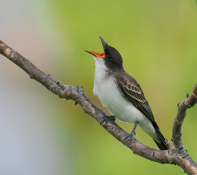 Eastern Kingbird - Juvenile