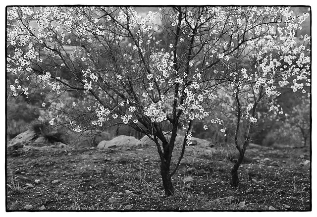 23003_30 Almond trees, Iminifri, Morocco, February 2023