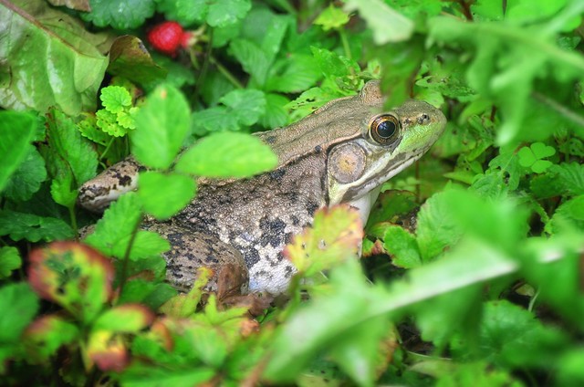 Bull Frog in Park Wetlands