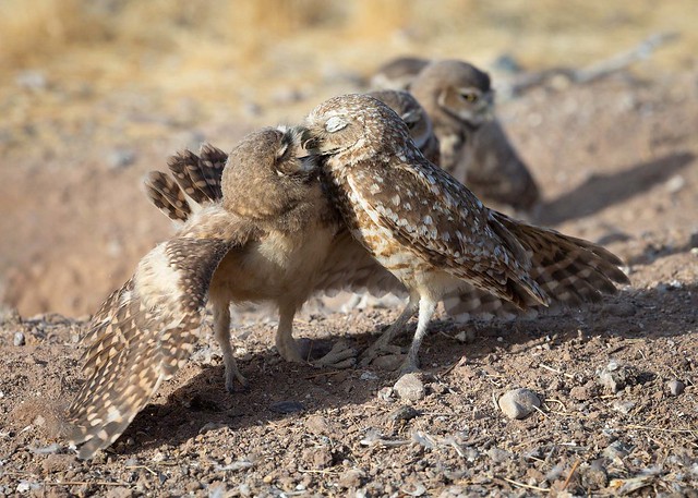 Burrowing owls - mom brings food home for the kids