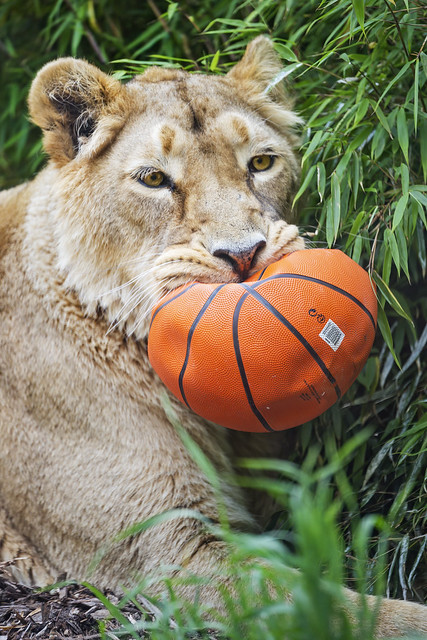 Lioness with ball